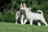 SIBERIAN HUSKY 404